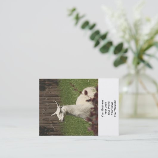 Carte De Visite Llama blanche (Debout devant)