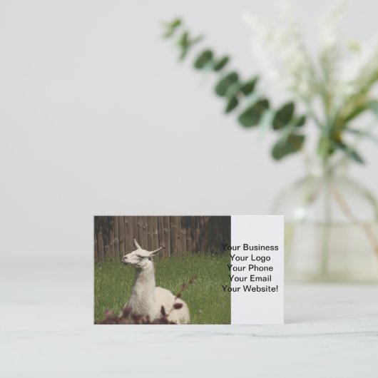 Carte De Visite Llama blanche (Debout devant)