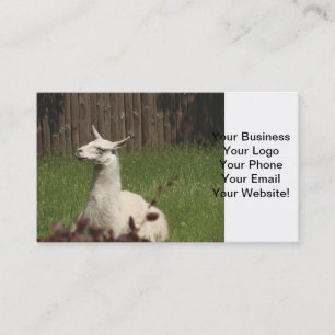 Carte De Visite Llama blanche
