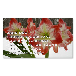 Carte De Visite Magnétique Amaryllis en Fête Rouge Neige Hiver Floral