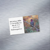 Carte De Visite Magnétique Colibri au coucher du soleil (In Situ)
