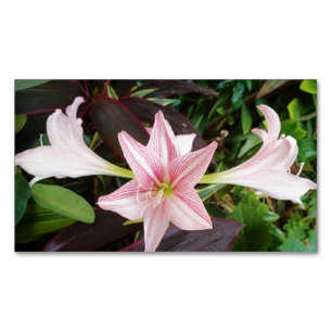 Carte De Visite Magnétique Plante Fleur Amaryllis Dans Le Jardin