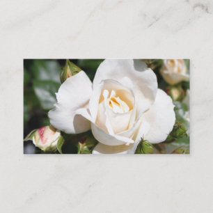 Carte De Visite Magnifique, élégante fleurs de rose blanche profes