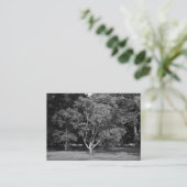 Carte De Visite Magnolia Tree BW (Debout devant)