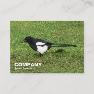 Carte De Visite Magpie européenne