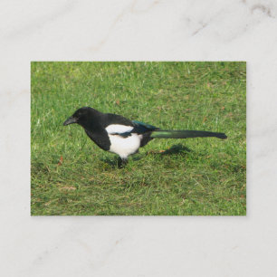 Carte De Visite Magpie européenne