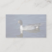 Carte De Visite Mâle de canard de canard pilet du nord (Dos)