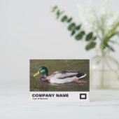 Carte De Visite Mallard Duck (Debout devant)