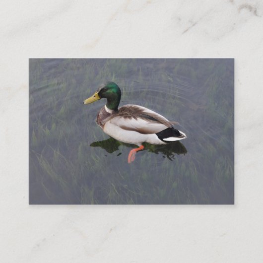 Carte De Visite Mallard Duck (Devant)
