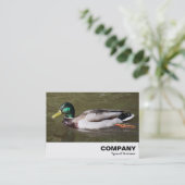 Carte De Visite Mallard Duck (Debout devant)