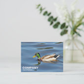 Carte De Visite Mallard Duck (Debout devant)