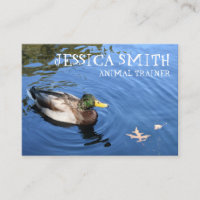 Mallard Duck Bird Blue Water Nature Photographie