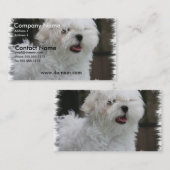 Carte de visite maltais blanc de chiot (Devant / Derrière)