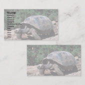 Carte De Visite Marche en forme de dôme géante de tortue (Devant / Derrière)