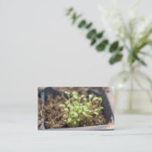 Carte De Visite Microgreens (Debout devant)