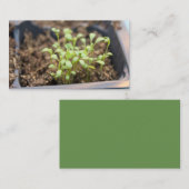 Carte De Visite Microgreens (Devant / Derrière)