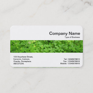 Carte De Visite Middle Band - Sous-bois