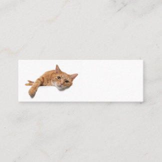 Carte De Visite Mini Chat Orange Posé En Bas