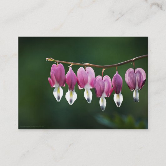 Carte De Visite Mini Impression Coeurs Dainty (Devant)