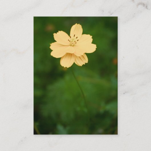 Carte De Visite Mini impression Harmonie pacifique (Devant)