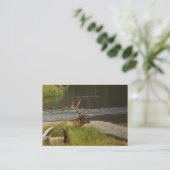 Carte De Visite Mini impression Mates de Yellowstone (Debout devant)