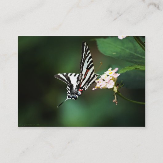 Carte De Visite Mini impression minuscule Zebra (Devant)