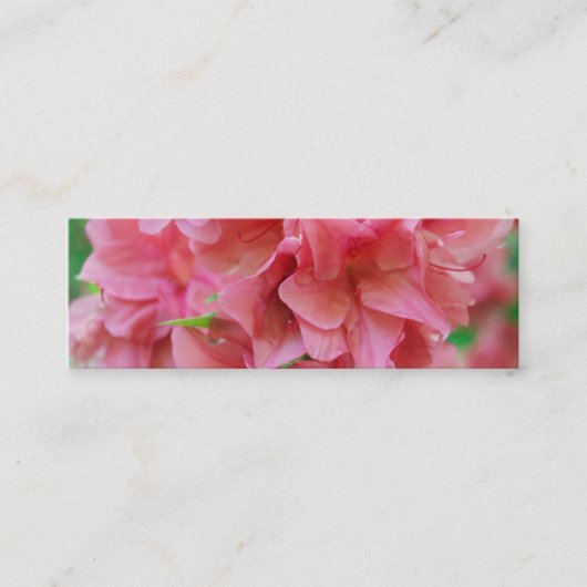 Carte De Visite Mini NYBG : No. 116 (Devant)