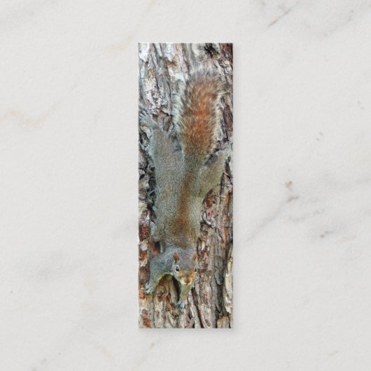 Carte De Visite Mini Petite écureuil mignonne (Devant)