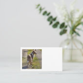 Carte De Visite Miniature American Shepherd Merle Rouge avec Queue (Debout devant)