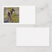 Carte De Visite Miniature American Shepherd Merle Rouge avec Queue (Devant / Derrière)