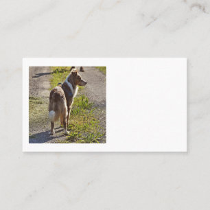 Carte De Visite Miniature American Shepherd Merle Rouge avec Queue
