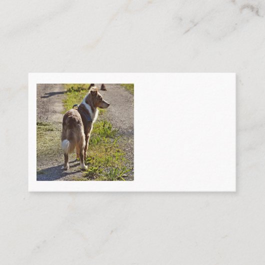 Carte De Visite Miniature American Shepherd Merle Rouge avec Queue (Devant)