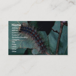 Carte De Visite Mite gitane