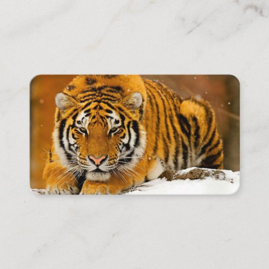Carte De Visite Modern Animal Art Card Set – Tiger & Fantasy Bird (Devant)