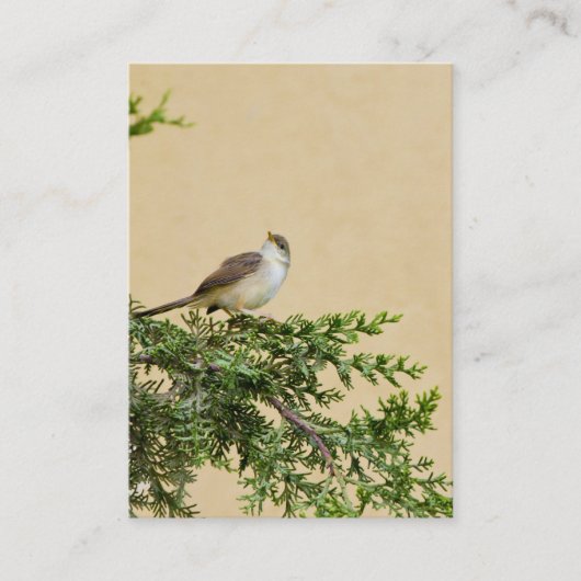 Carte De Visite Moineau (Devant)