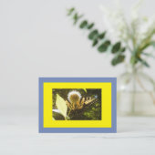 Carte De Visite Monarque jaune (Debout devant)