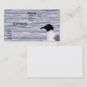 Carte De Visite Mouette riante (Devant / Derrière)