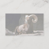 Carte De Visite Mouflon du désert (ram adulte couché au soleil (Dos)