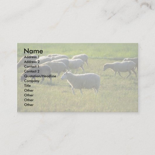Carte De Visite Moutons (Devant)