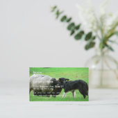 Carte De Visite Moutons et chien de moutons sur le champ (Debout devant)