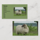 Carte De Visite Moutons sans cornes (Devant / Derrière)
