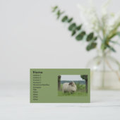 Carte De Visite Moutons sans cornes (Debout devant)