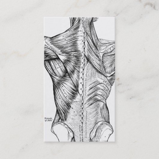 Carte De Visite Muscles du dos d'art noir et blanc d'anatomie (Devant)
