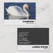 Carte De Visite Mute Swan (Devant / Derrière)