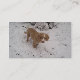 Carte De Visite Nova_Scotia_Duck-Tolling_Retriever pup dans la nei