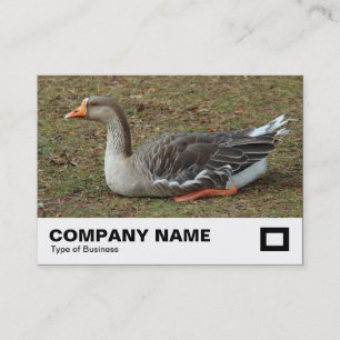 Carte De Visite Oie cygnoïde croisée