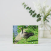 Carte De Visite Oie de Greylag (Debout devant)