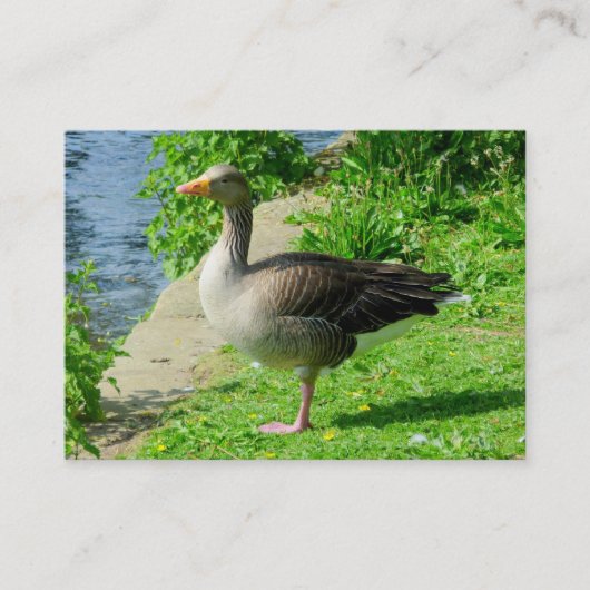 Carte De Visite Oie de Greylag (Devant)