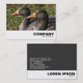 Carte De Visite Oie du laitier (Devant / Derrière)