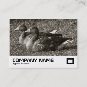 Carte De Visite Oies cendrées (Sépia)
